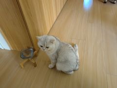 -纳吉亚猫专科动物医院博雅分院