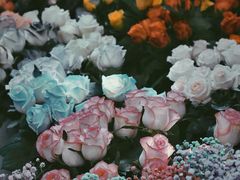 -桂林市花鸟市场