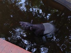 -清迈夜间动物园