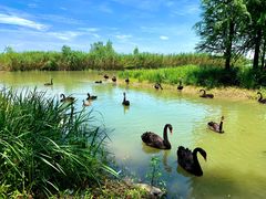 -西山漾湿地公园