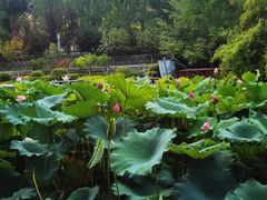 -莲湖公园