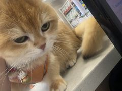 -瑞鹏宠物医院·骨科·猫科·内科(第一中心)