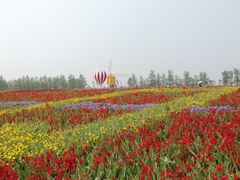 -荷兰花海