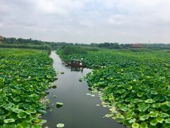 -荷塘月色湿地公园·向阳花洲