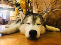 -more than meow吴止猫主题餐厅(承德 中船汇店)