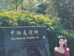 -中缅友谊树