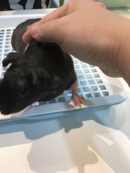 -Moni星球萌宠·小马宝莉·灵蛇·高端高阶全萌宠互动体验俱乐部(红豆国际广场店)
