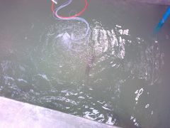 鱼池-大岗仙庙烧鸡(花东店)