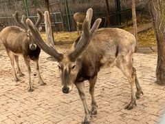 -青藏高原野生动物园