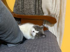 -索菲亚衣柜橱柜家具全屋定制(十里河居然之家店)