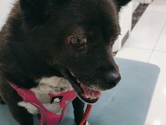 -美联众合动物医院·24h京西诊疗中心