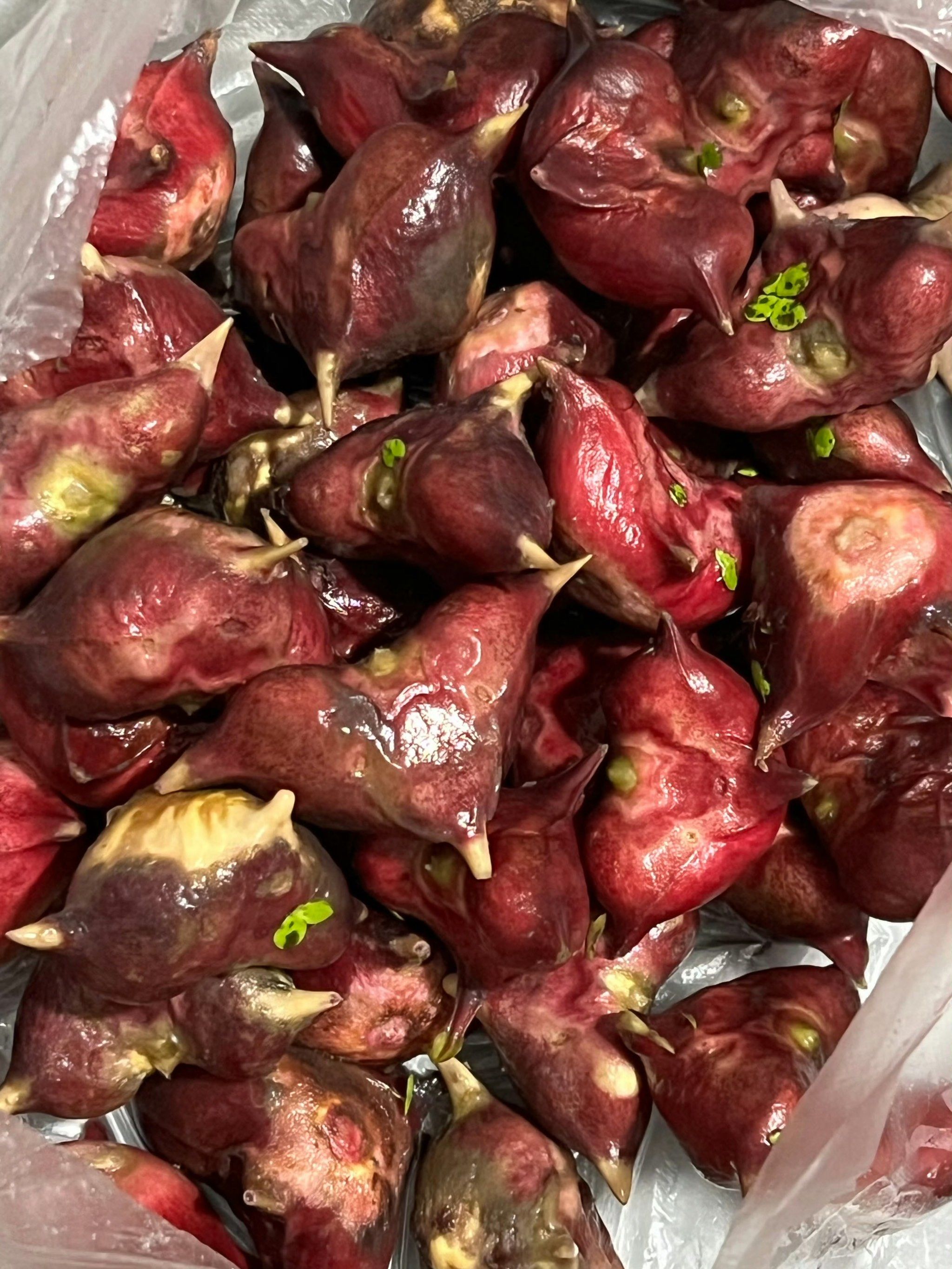 秋风起,红菱鲜～#生活手记