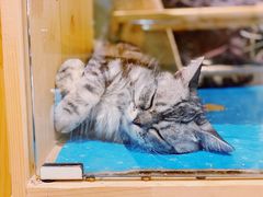 -藏猫猫咖啡主题馆(中央大道店)