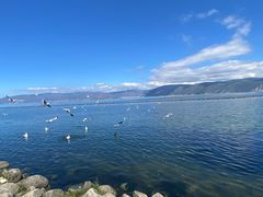 -洱海月湿地公园