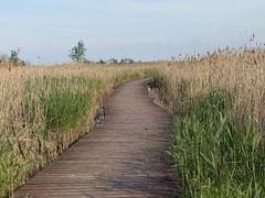 -盐城丹顶鹤湿地生态旅游区