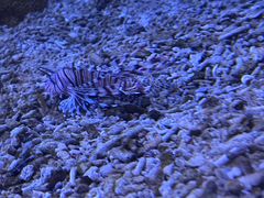-石家庄海洋公园