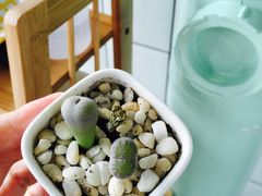 -蜜蜂小象·榴莲千层蛋糕(时代汇11栋店)