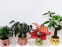 -艾薯夫妇Aysh(福田星河COCOPark店)