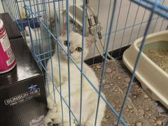 -芭比堂动物医院·CT·微创中心(新顺分院)