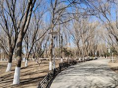 -大兴滨河森林公园