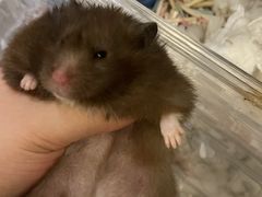 -Pets First伊珊娜洗护·精致美容·家庭式寄养(新会路店)