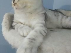 android_upload_pic-喵的天空名猫咖啡馆·撸猫·猫舍·用品