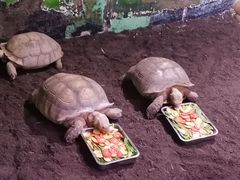 -正佳雨林生态植物园
