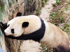 -都江堰中华大熊猫苑