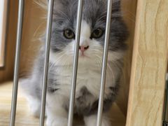 -山宅一喵德文卷毛猫舍