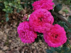 -人民公园(罗湖区)