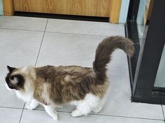-中农大我爱我爱动物医院·核磁CT·猫病·24小时夜诊中心(石佛营店)