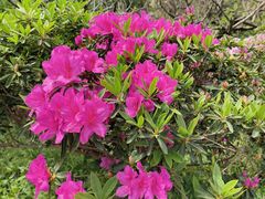 -木兰云雾山