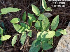 -狐尾山公园
