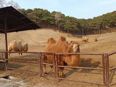 -沈阳森林动物园