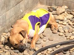 -丸摩堂鲜果茶(九方店)