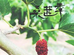-御林古桑园