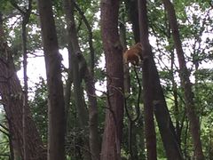 -黔灵山公园