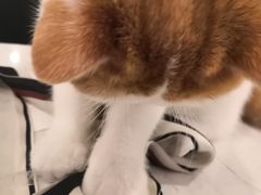 -飞行喵MR PILOT|猫舍·猫咖(静安大融城店)