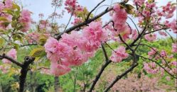 点击看大图 -玄武湖景区-情侣园游乐场