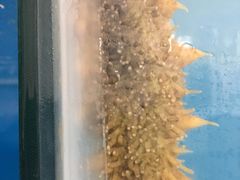 -宾朋海鲜特色美食餐厅·纯手工鲅鱼水饺(兴海路店)