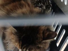 -艾贝尔宠物医院·24H转诊中心·肿瘤猫专科(江宁双龙店)