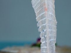 草鱼腩-成发鱼生