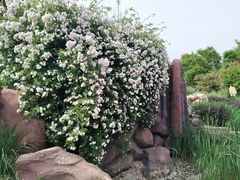 -武清南湖绿博园