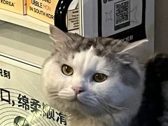 -Mr.Fox狐狸先生超级密室(南山店)