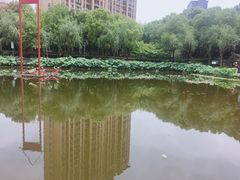 -陈家山荷花公园