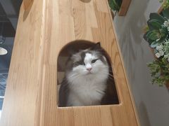 -藏猫猫咖啡主题馆(中央大道店)