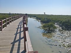 -北海金海湾红树林生态旅游区