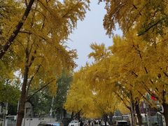 -三里屯东五街银杏大道