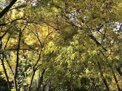 -三里屯东五街银杏大道