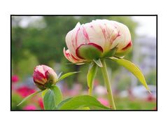 -中国药科大学（江宁校区）-图书馆